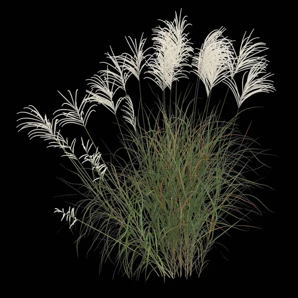 Ilustración Miscanthus Sacchariflorus Arbusto Aislado Sobre Fondo Negro —  Fotos de Stock