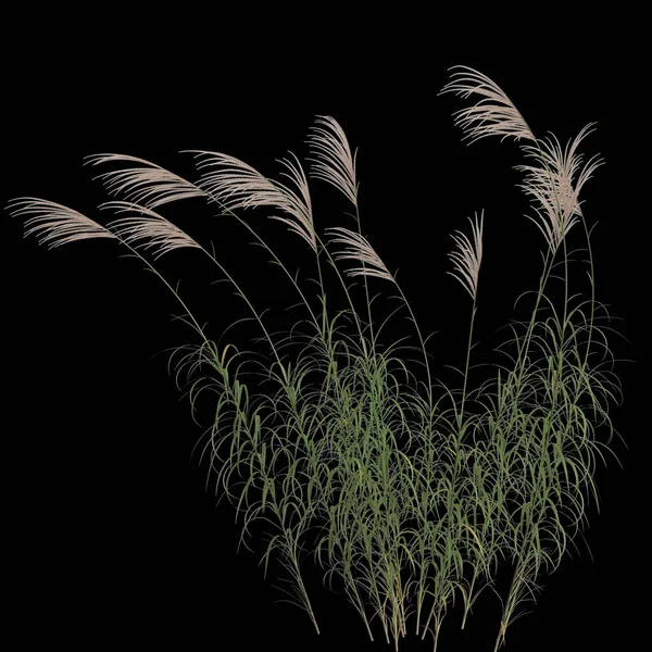Ilustração Miscanthus Sacchariflorus Arbusto Isolado Sobre Fundo Preto — Fotografia de Stock