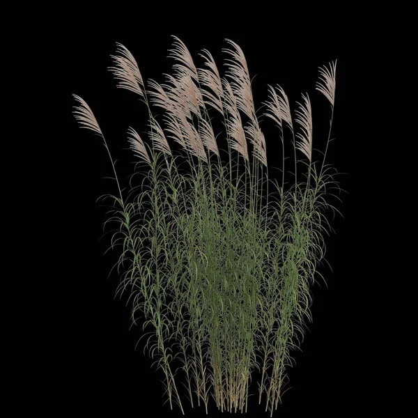 黑色背景下孤立的红豆杉灌丛3D图例 — 图库照片