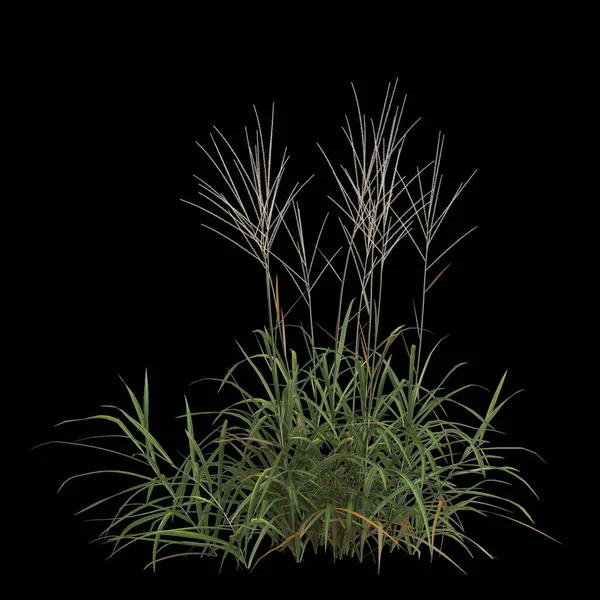 黑土背景下孤立的紫杉树3D图例 — 图库照片