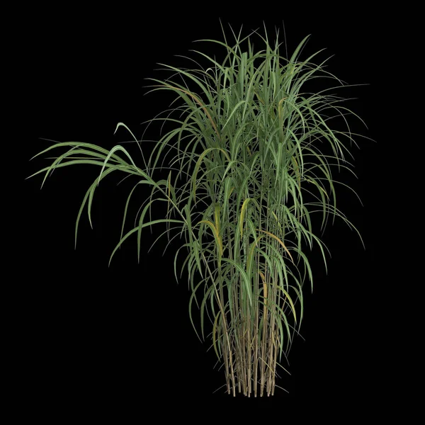 Ilustração Miscanthus Floridulus Arbusto Isolado Sobre Fundo Preto — Fotografia de Stock