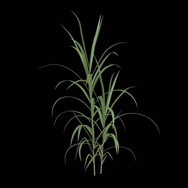 黑色背景下孤立的扁桃体花丛3D图例 — 图库照片