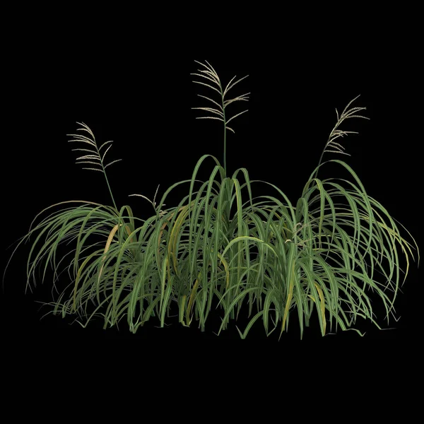 Ilustração Miscanthus Arbusto Isolado Fundo Preto — Fotografia de Stock