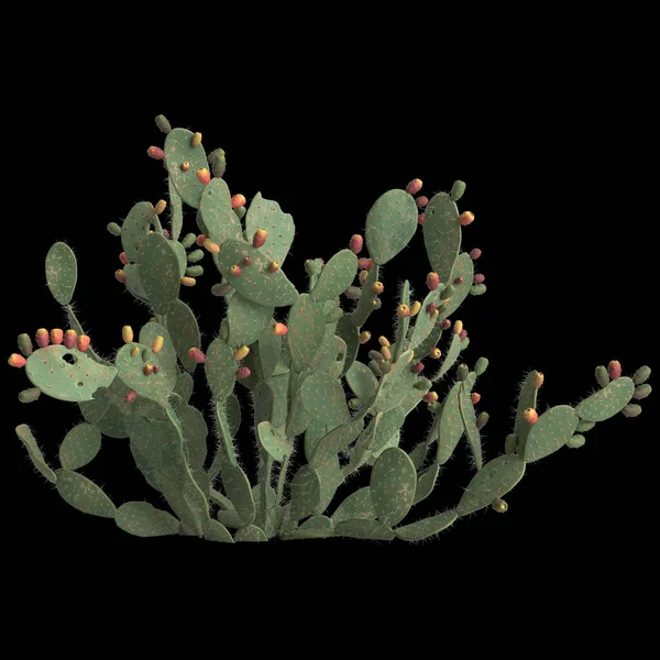 Иллюстрация Opuntia Ficus Indica Куст Изолирован Черном Фоне — стоковое фото