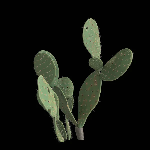 Illusztráció Opuntia Ficus Indica Bokor Elszigetelt Fekete Alapon — Stock Fotó