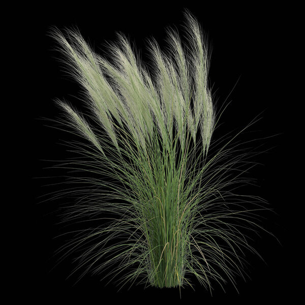 Трехмерная иллюстрация куста насселлы на черном фоне