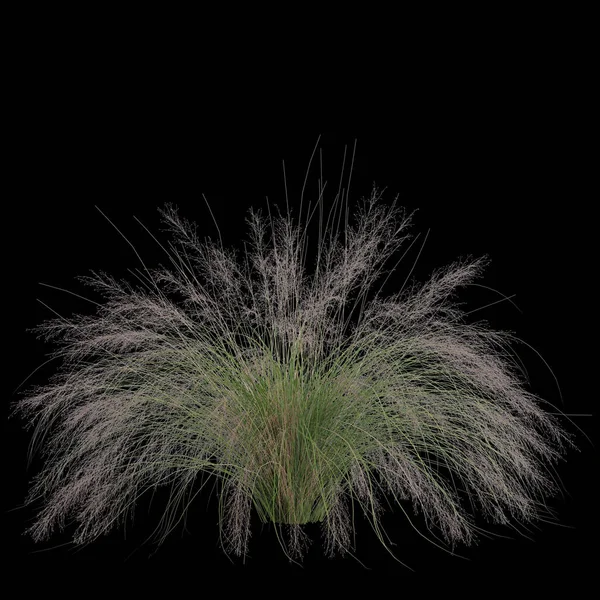 黑色背景下孤立的松香灌木3D图解 — 图库照片