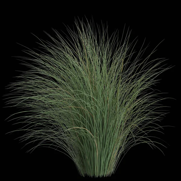 黑背景下分离出的紫杉树3D图例 — 图库照片