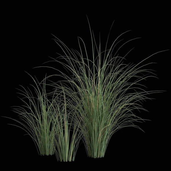 黑背景下分离出的紫杉树3D图例 — 图库照片