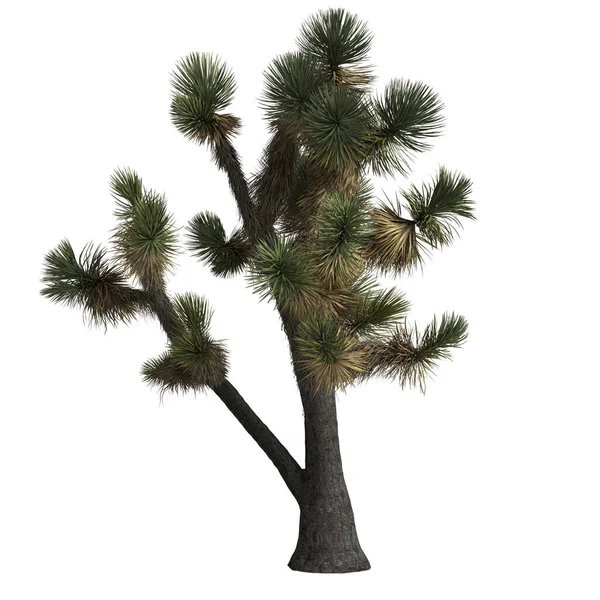 Ilustrace Yucca Decipiens Izolované Bílém Pozadí — Stock fotografie