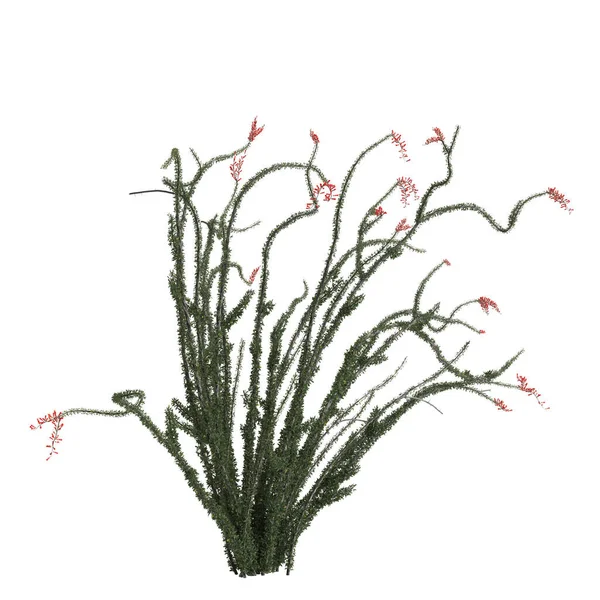 白色背景下孤立的紫杉灌木3D图解 — 图库照片