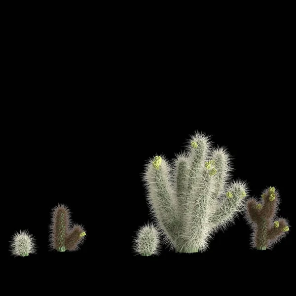 Illustration Von Cholla Leuchtdichtebusch Isoliert Auf Schwarzem Hintergrund — Stockfoto