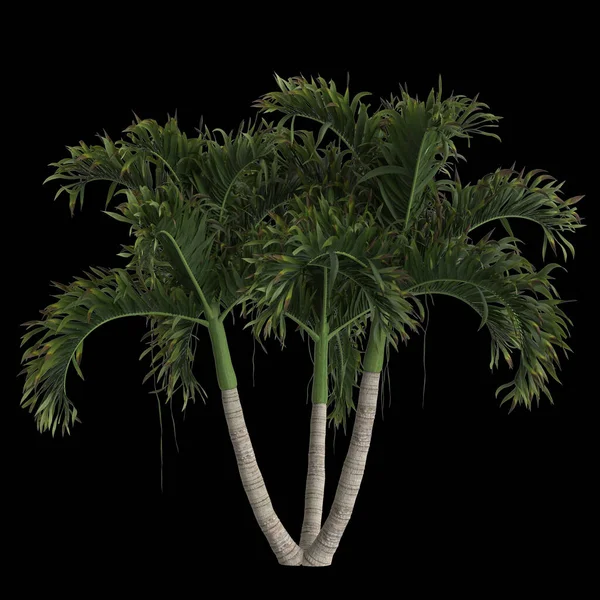在黑色背景上分离出的多毛虫棕榈3D图例 — 图库照片