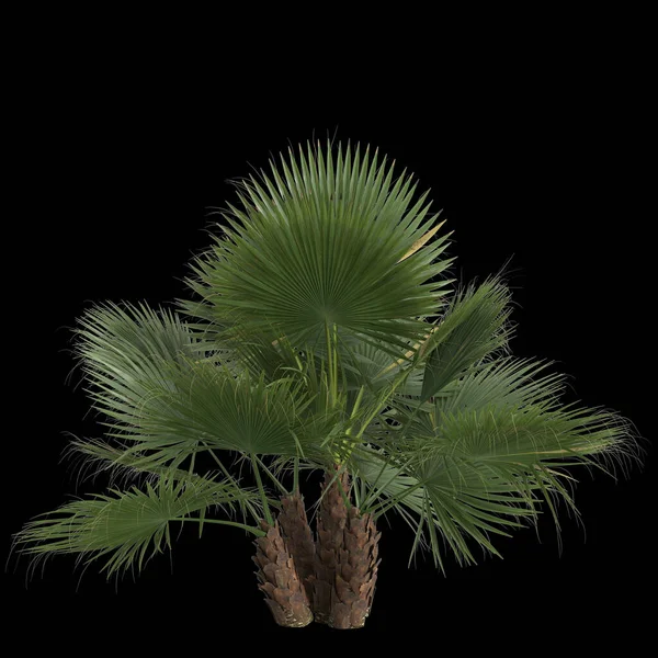 Ilustrace Washingtonia Filifera Palmy Izolované Černém Pozadí — Stock fotografie