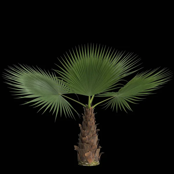 Ilustração Palmeira Washingtonia Filifera Isolada Sobre Fundo Preto — Fotografia de Stock
