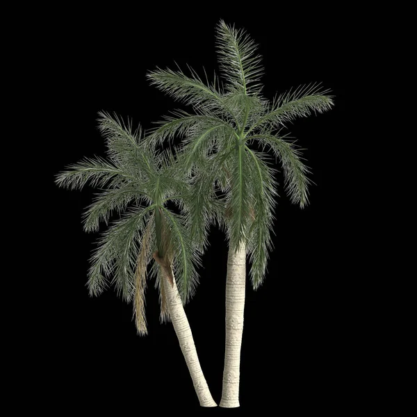 Illustratie Van Roystonea Regia Palm Geïsoleerd Zwarte Achtergrond — Stockfoto