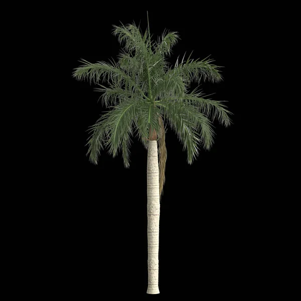 Illustratie Van Roystonea Regia Palm Geïsoleerd Zwarte Achtergrond — Stockfoto