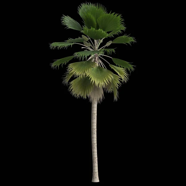 Siyah Arkaplanda Izole Edilmiş Pritchardia Pacifica Palmiyesinin Çizimi — Stok fotoğraf