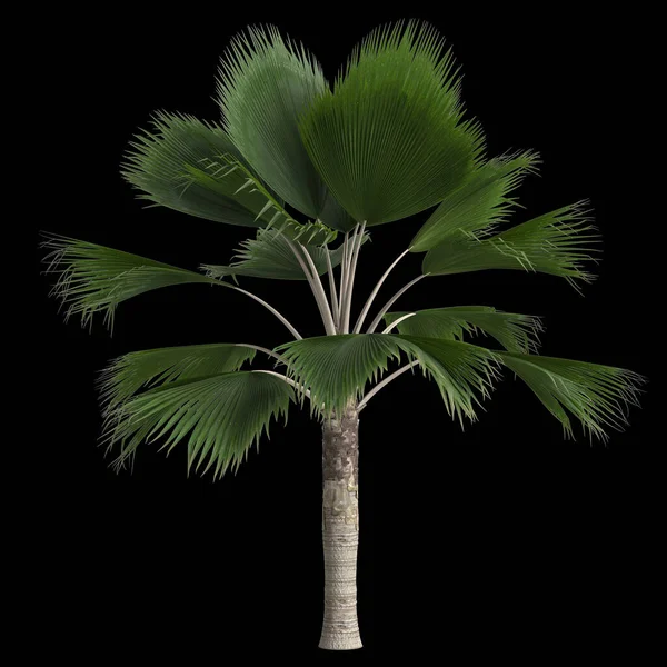 在黑色背景下分离出的心动过速棕榈的3D图 — 图库照片