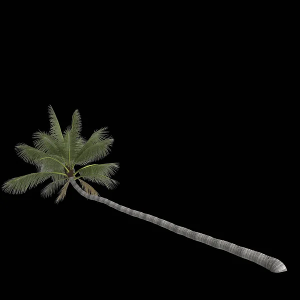 黑色背景下分离的椰子树3D图 — 图库照片