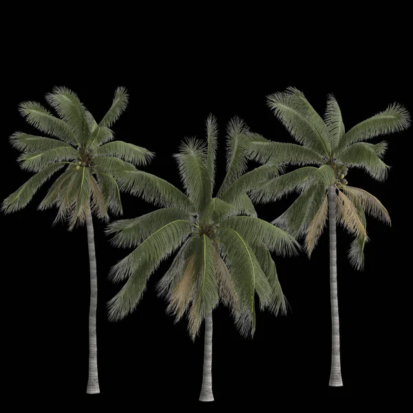 Иллюстрация Кокосовых Нуциферы Пальмы Изолированы Черном Фоне — стоковое фото