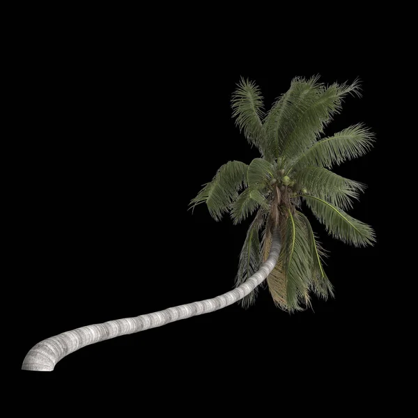 3d illustration of cocos nucifera palm isolated on black background