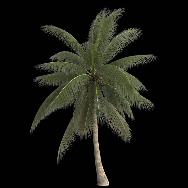 Ilustracja Palmy Kokosowej Nucifera Izolowane Czarnym Tle — Zdjęcie stockowe