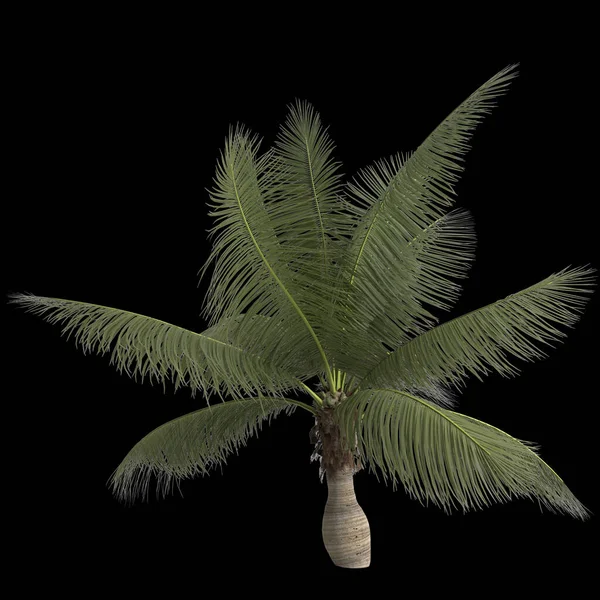Siyah Arkaplanda Izole Edilmiş Cocos Nucifera Palmiyesinin Çizimi — Stok fotoğraf
