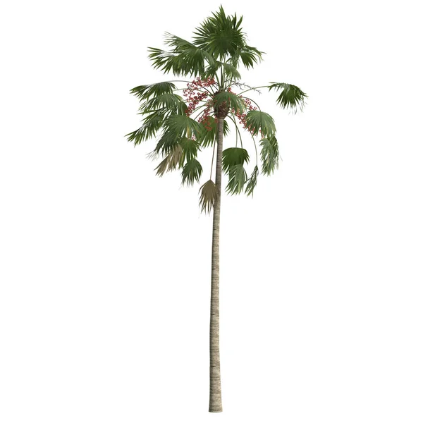 白色背景下分离出的红棕榈的3D图例 — 图库照片