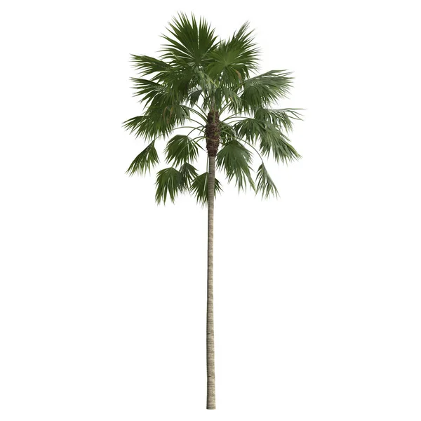 白色背景下分离出的红棕榈的3D图例 — 图库照片
