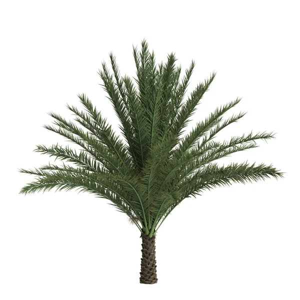 stock image 3d illustration of phoenix sylvestris palm isolated on white background