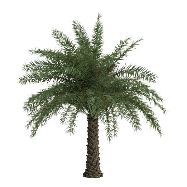 stock image 3d illustration of phoenix sylvestris palm isolated on white background