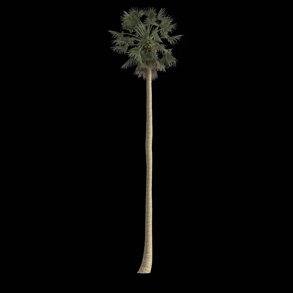 黑色背景下分离的硼砂棕榈的3D图例 — 图库照片