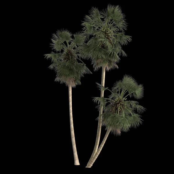 黑色背景下分离的硼砂棕榈的3D图例 — 图库照片