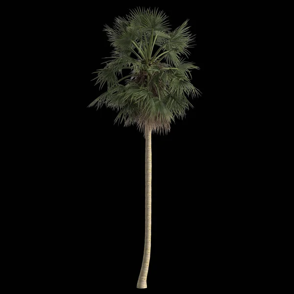 Illustration Von Borassus Flabellifer Palme Isoliert Auf Schwarzem Hintergrund — Stockfoto