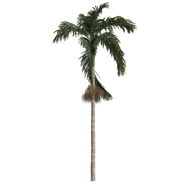 白色背景下分离的白内障棕榈的3D图例 — 图库照片