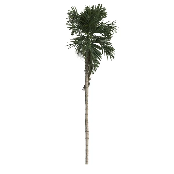 白色背景下分离的白内障棕榈的3D图例 — 图库照片