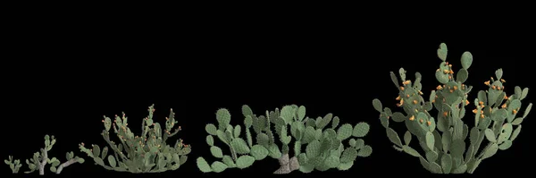 Ilustración Set Opuntia Ficus Indica Bush Aislado Sobre Fondo Negro —  Fotos de Stock