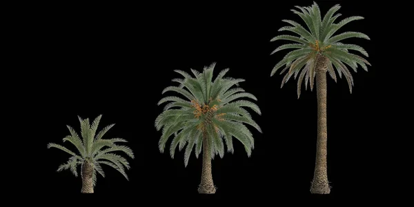 stock image 3d illustration of set phoenix canariensis palm isolated on black background