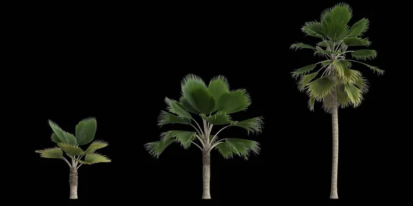 3Dイラスト 黒の背景に隔離されたセットPrichardia Pacifica Palm — ストック写真