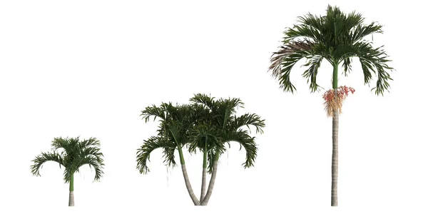白色背景下分离的拟南芥棕榈的3D图例 — 图库照片