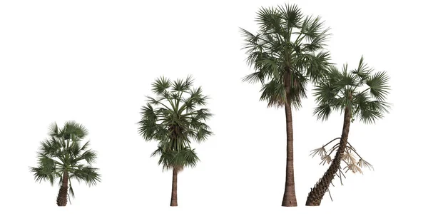 Ilustracja Zestawu Borassus Flabellifer Palm Izolowanych Białym Tle — Zdjęcie stockowe