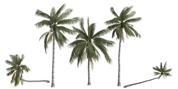 Иллюстрация Набор Кокосовых Нуциферы Пальмы Изолированы Белом Фоне — стоковое фото