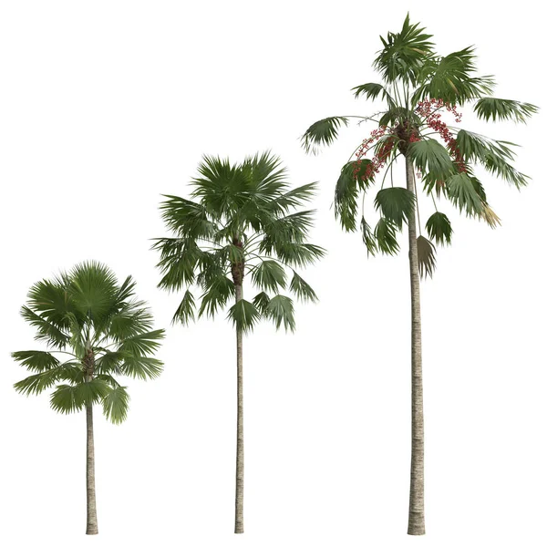 Ilustracja Zestawu Saribus Rotundifolius Palm Izolowanych Białym Tle — Zdjęcie stockowe