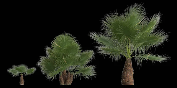 基于黑色背景分离的集合洗净棕榈3D图例 — 图库照片
