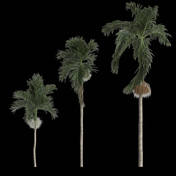 乌黑背景下分离的角砾树棕榈集合图3D — 图库照片