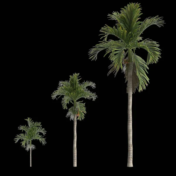 Ilustracja Zestawu Areca Catechu Palm Izolowanych Czarnym Tle — Zdjęcie stockowe