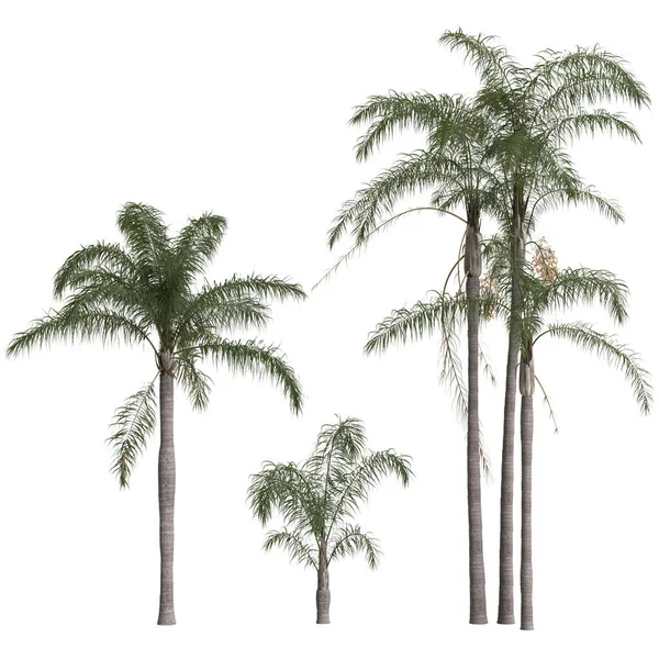 从白色背景分离出的集合斑纹象罗马式棕榈的3D说明 — 图库照片