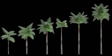 Siyah arkaplanda izole edilmiş üç boyutlu tilki palmiyesi çizimi