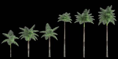 Siyah arkaplanda izole edilmiş üç boyutlu tilki palmiyesi çizimi